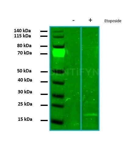 gamma-H2AX SRM Antibody in Immunocytochemistry (ICC/IF)