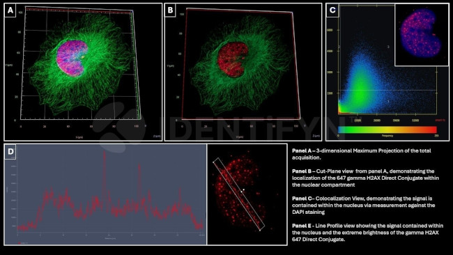 gamma-H2AX SRM Antibody in Immunocytochemistry (ICC/IF)