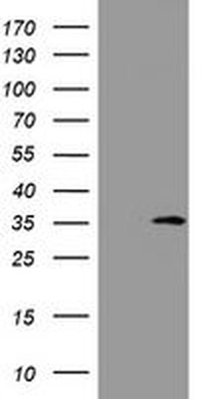 DDIT3 Antibody in Western Blot (WB)