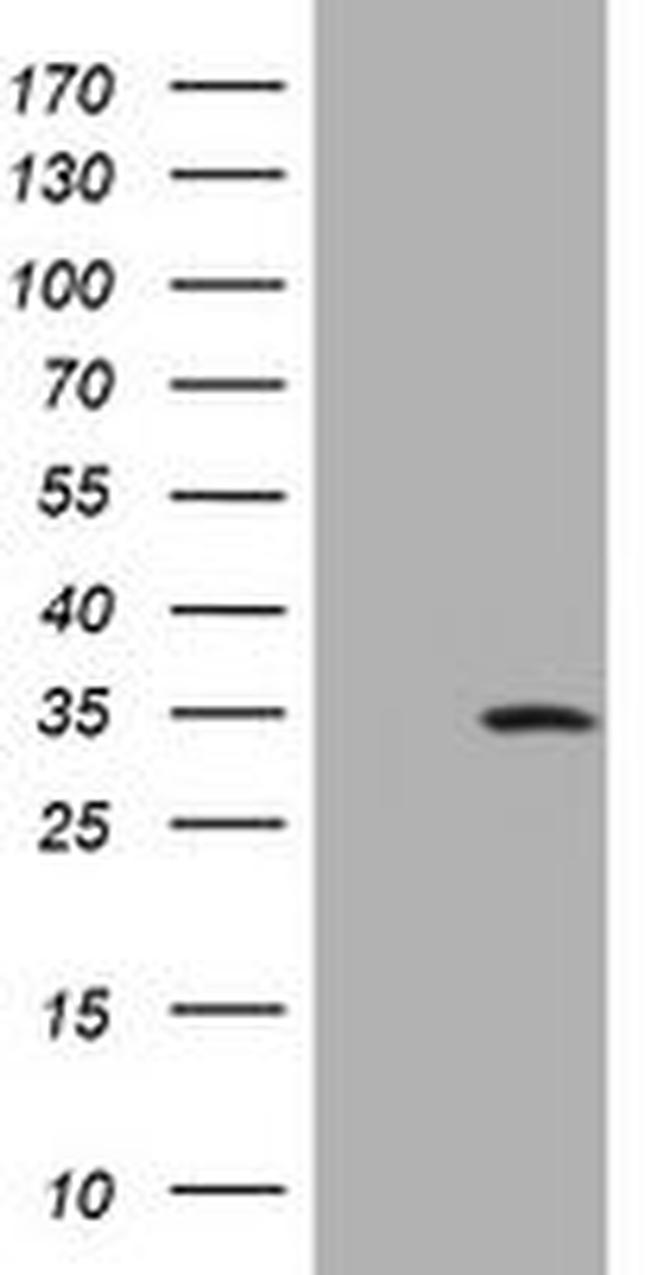 DDIT3 Antibody in Western Blot (WB)
