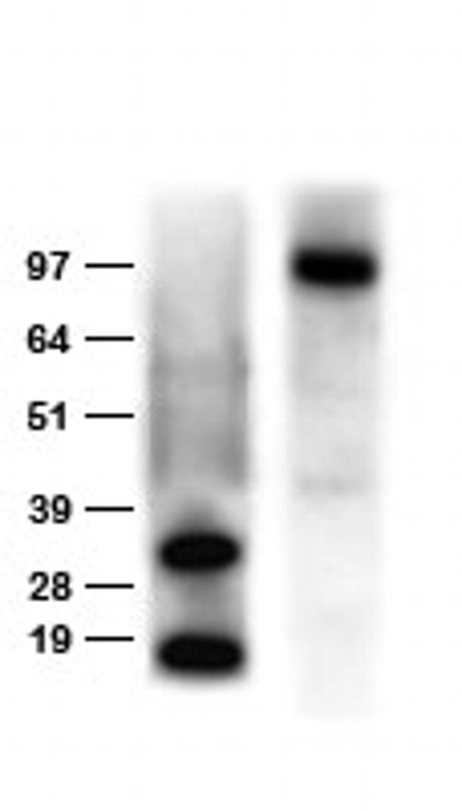 DDK Antibody in Western Blot (WB)