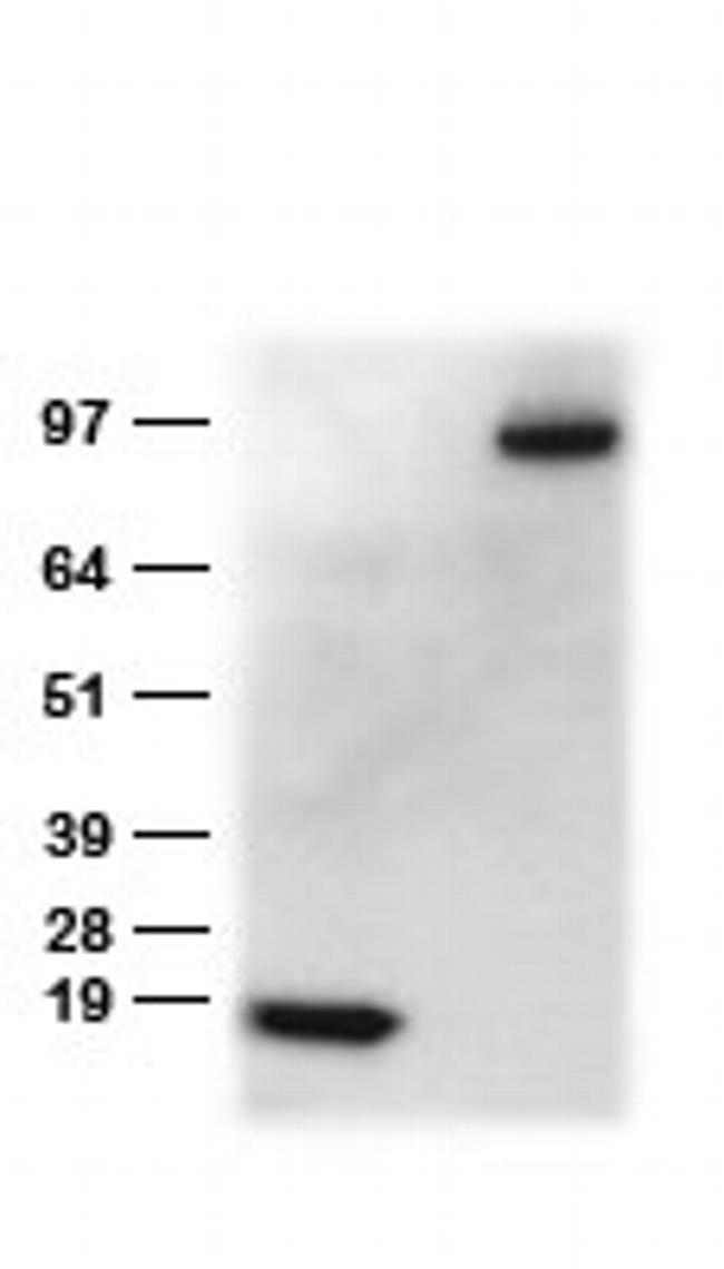 DDK Antibody in Western Blot (WB)