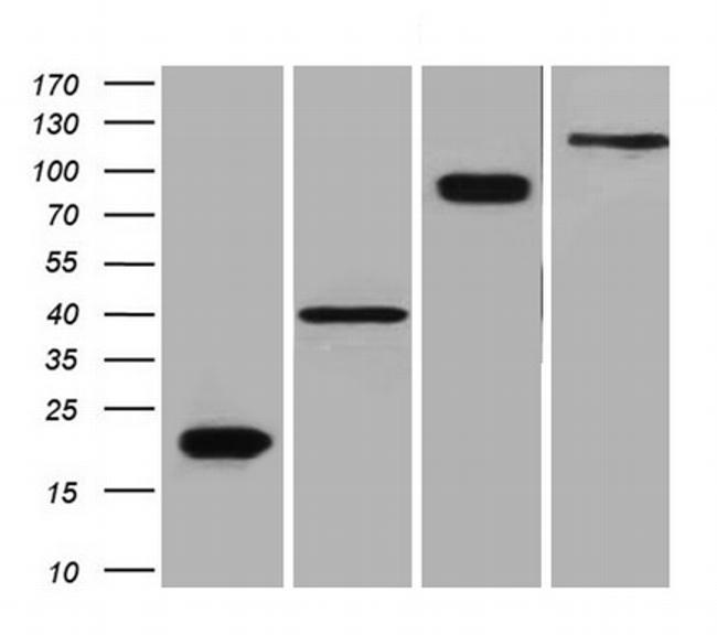 DDK Antibody in Western Blot (WB)