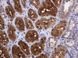 DDT Antibody in Immunohistochemistry (Paraffin) (IHC (P))