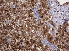 DDT Antibody in Immunohistochemistry (Paraffin) (IHC (P))