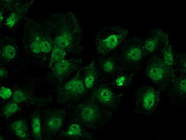 DDX39B Antibody in Immunocytochemistry (ICC/IF)