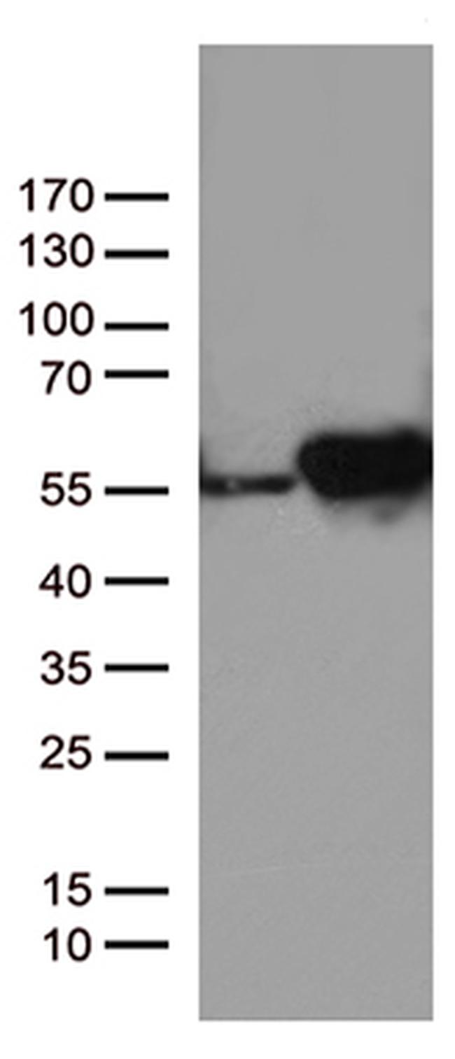 DDX39B Antibody in Western Blot (WB)