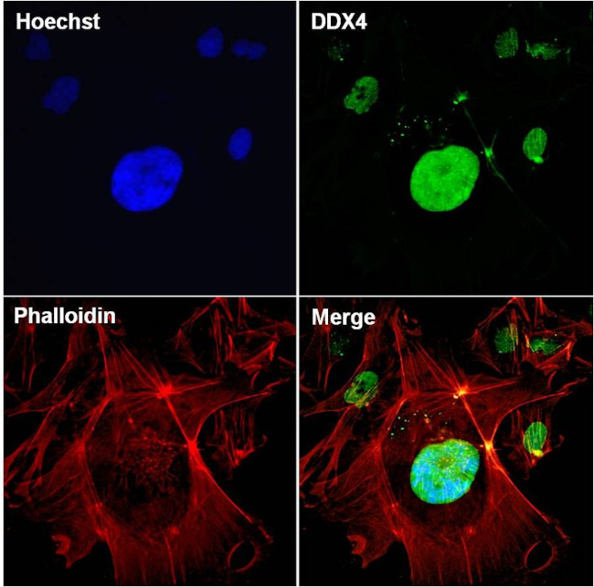 DDX4 Antibody in Immunocytochemistry (ICC/IF)