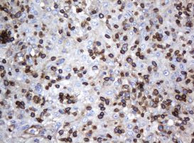 DEF6 Antibody in Immunohistochemistry (Paraffin) (IHC (P))