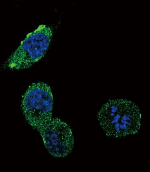 beta-Defensin 1 Antibody in Immunocytochemistry (ICC/IF)