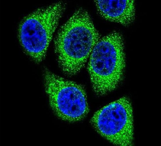 DEK Antibody in Immunocytochemistry (ICC/IF)