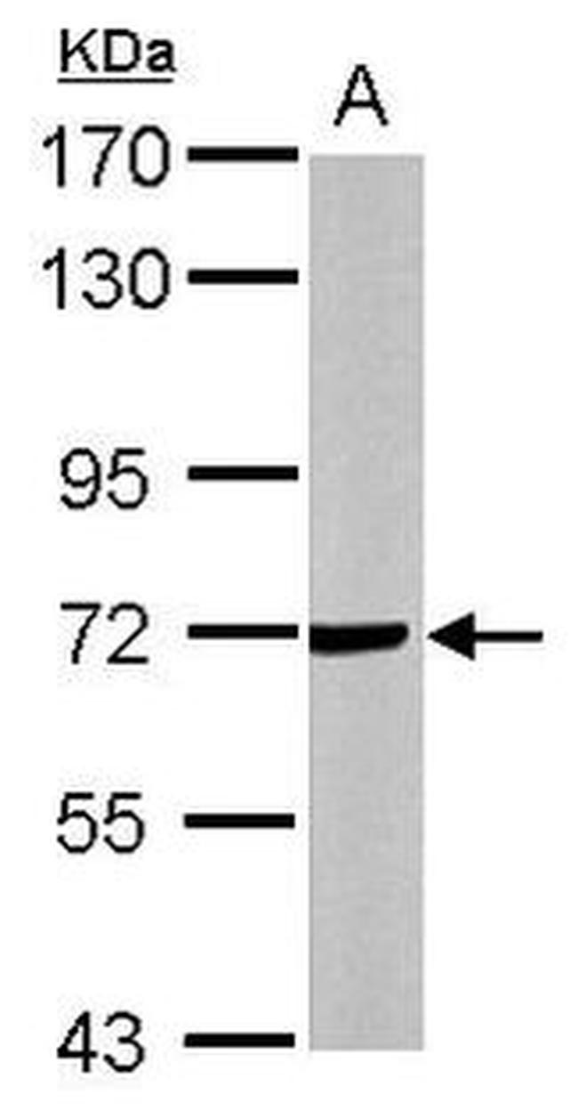 DGKE Antibody in Western Blot (WB)