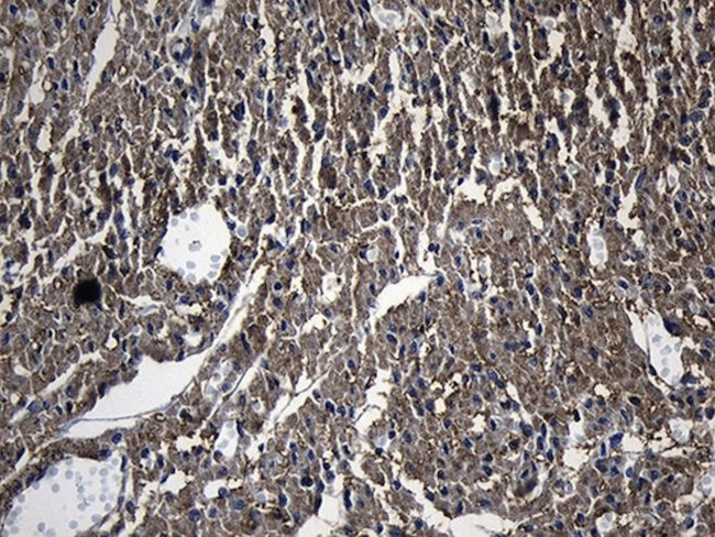 DHRS4L2 Antibody in Immunohistochemistry (Paraffin) (IHC (P))