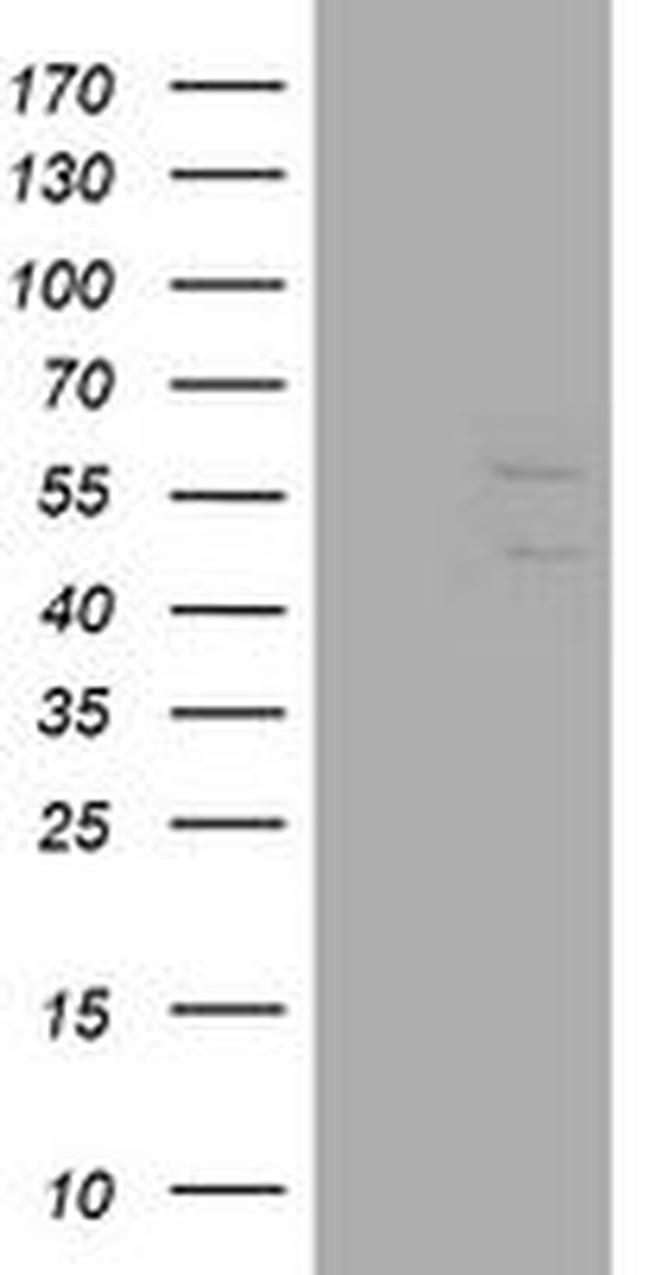 DIXDC1 Antibody in Western Blot (WB)