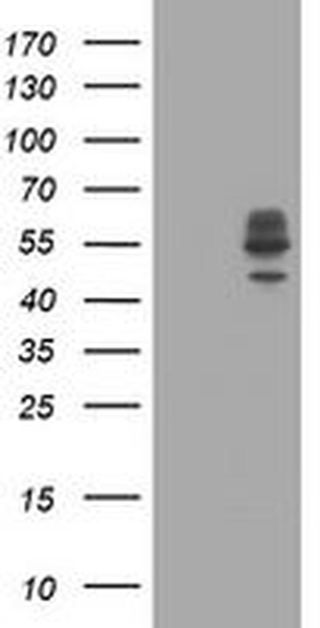 DIXDC1 Antibody in Western Blot (WB)