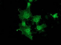 DNAJB1 Antibody in Immunocytochemistry (ICC/IF)
