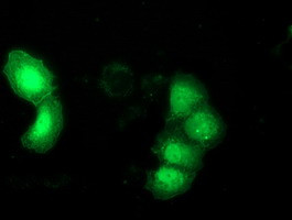 DNAJB1 Antibody in Immunocytochemistry (ICC/IF)