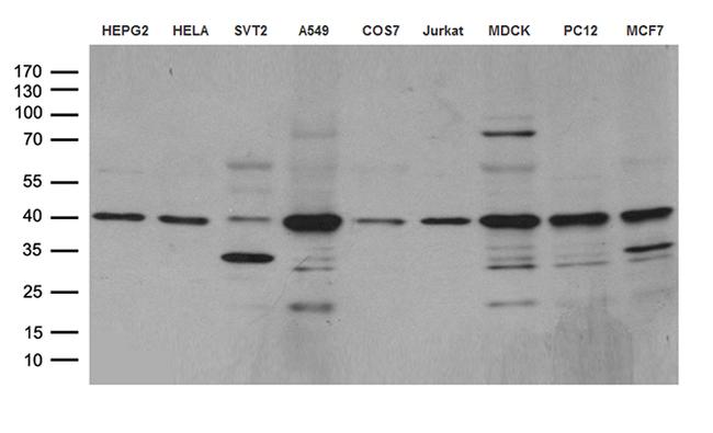 DNAJB1 Antibody in Western Blot (WB)