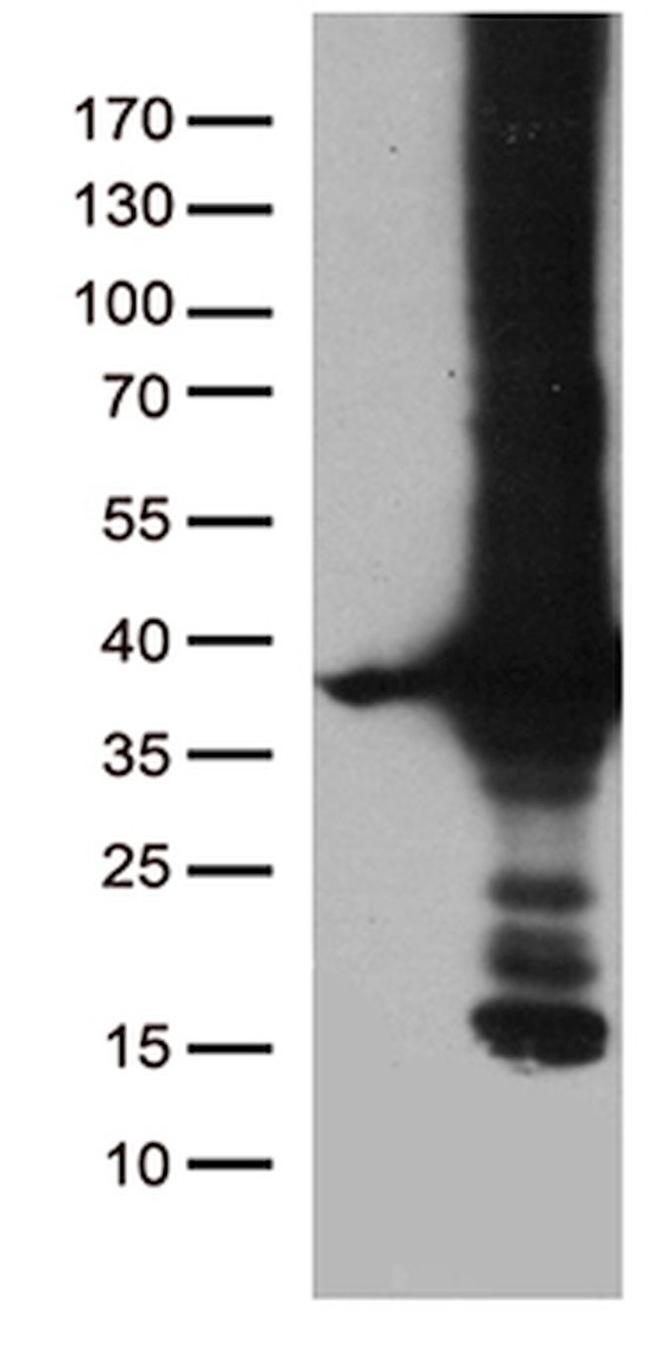 DNAJC27 Antibody in Western Blot (WB)