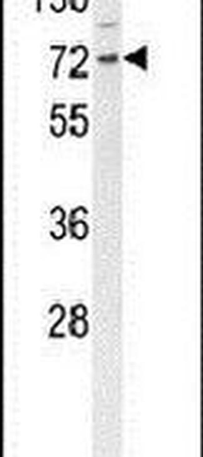 DNAJC2 Antibody in Western Blot (WB)