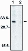 DNase II Antibody in Western Blot (WB)