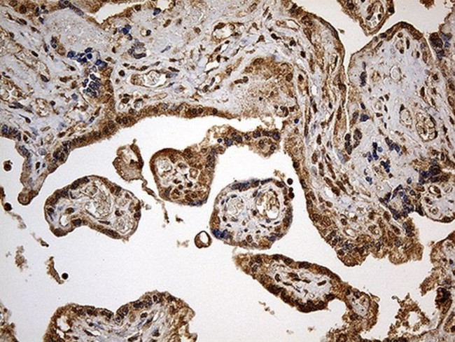 DNHL1 Antibody in Immunohistochemistry (Paraffin) (IHC (P))