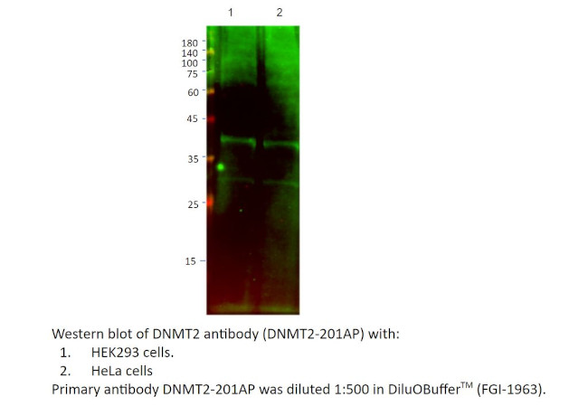 Dnmt2 Antibody in Western Blot (WB)