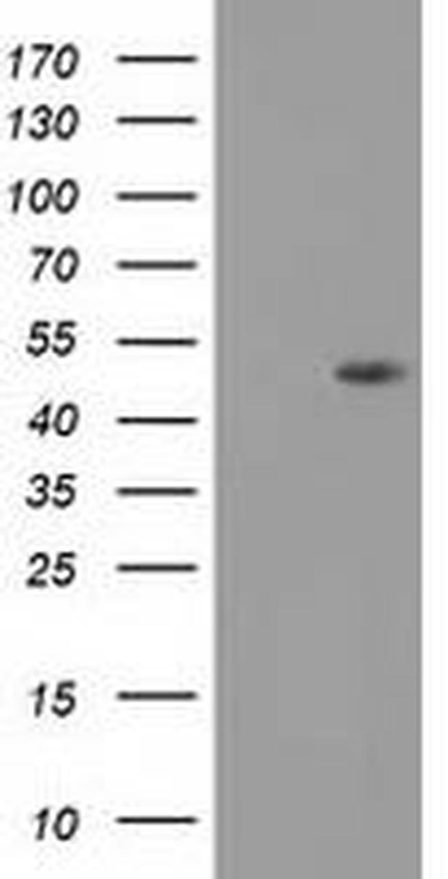 DOK2 Antibody in Western Blot (WB)