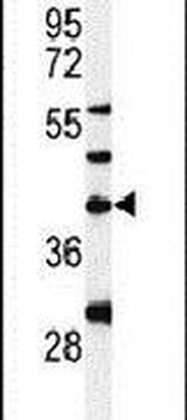 DPAGT1 Antibody in Western Blot (WB)