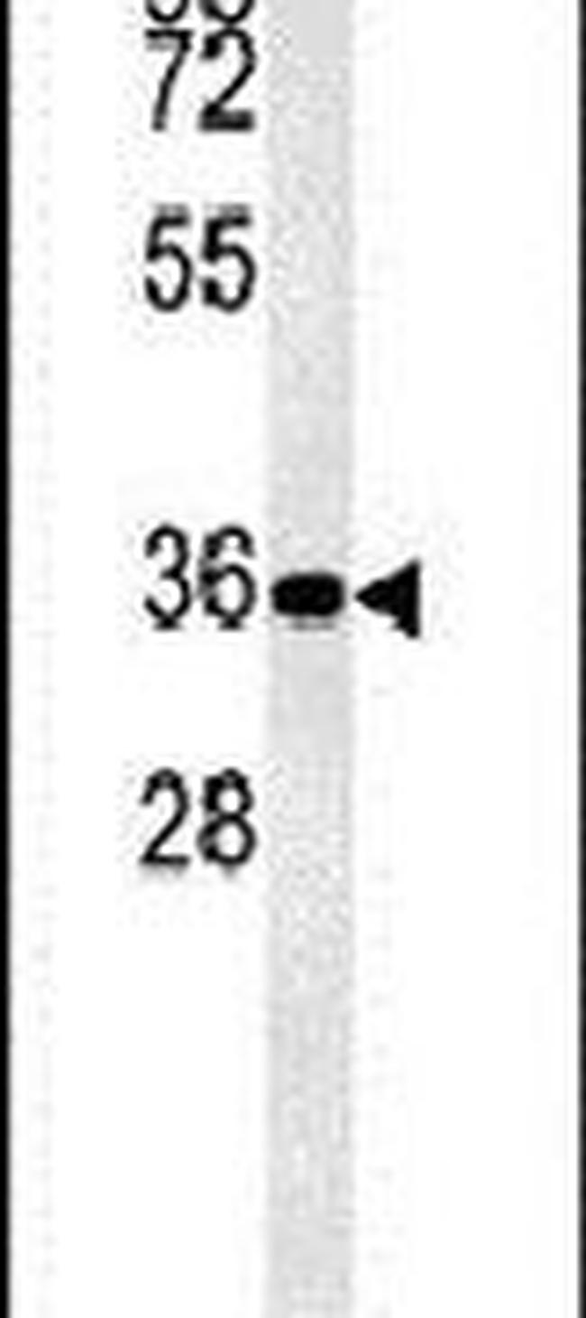 DPF3 Antibody in Western Blot (WB)