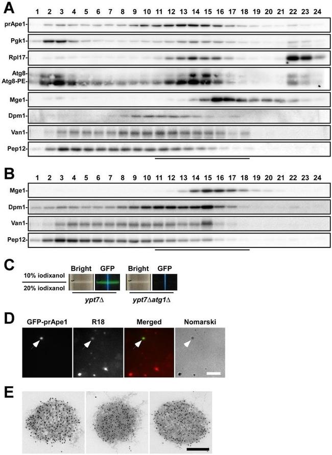 PEP12 Antibody in Western Blot (WB)