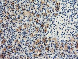 DPP10 Antibody in Immunohistochemistry (Paraffin) (IHC (P))