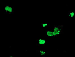 DPPA4 Antibody in Immunocytochemistry (ICC/IF)