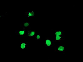 DPPA4 Antibody in Immunocytochemistry (ICC/IF)