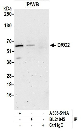 DRG2 Antibody in Immunoprecipitation (IP)