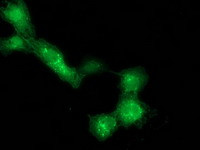 DTNA Antibody in Immunocytochemistry (ICC/IF)