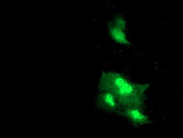 DTNB Antibody in Immunocytochemistry (ICC/IF)