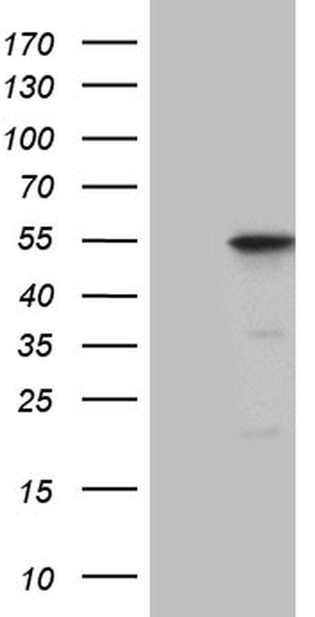 DUSP5 Antibody in Western Blot (WB)