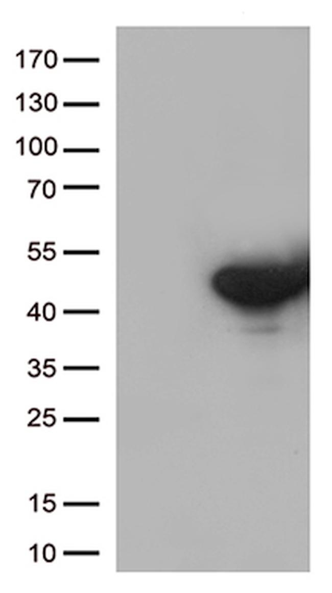 DUSP5 Antibody in Western Blot (WB)