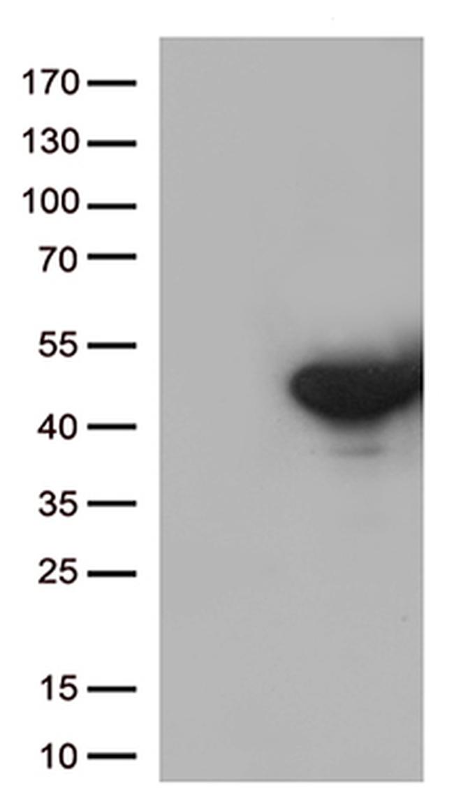 DUSP5 Antibody in Western Blot (WB)