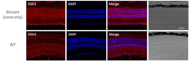 DEGS1 Antibody in Immunohistochemistry (Frozen) (IHC (F))