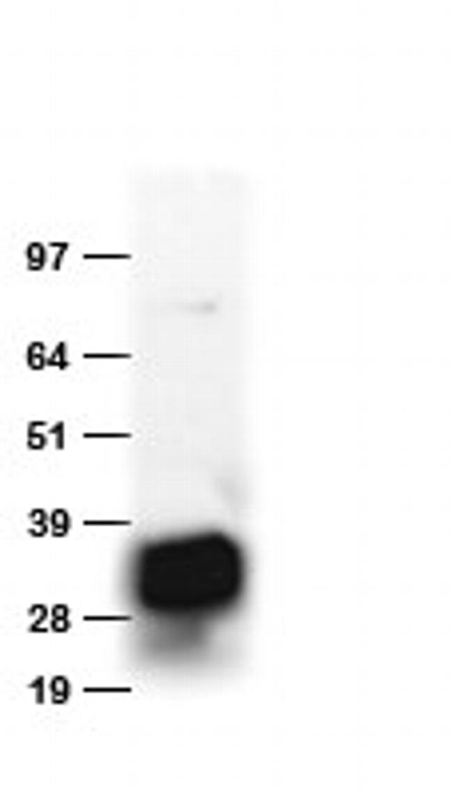 Dendra2 Antibody in Western Blot (WB)