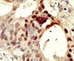 DNMT3L Antibody in Immunohistochemistry (IHC)