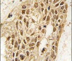 DNMT3A Antibody in Immunohistochemistry (IHC)
