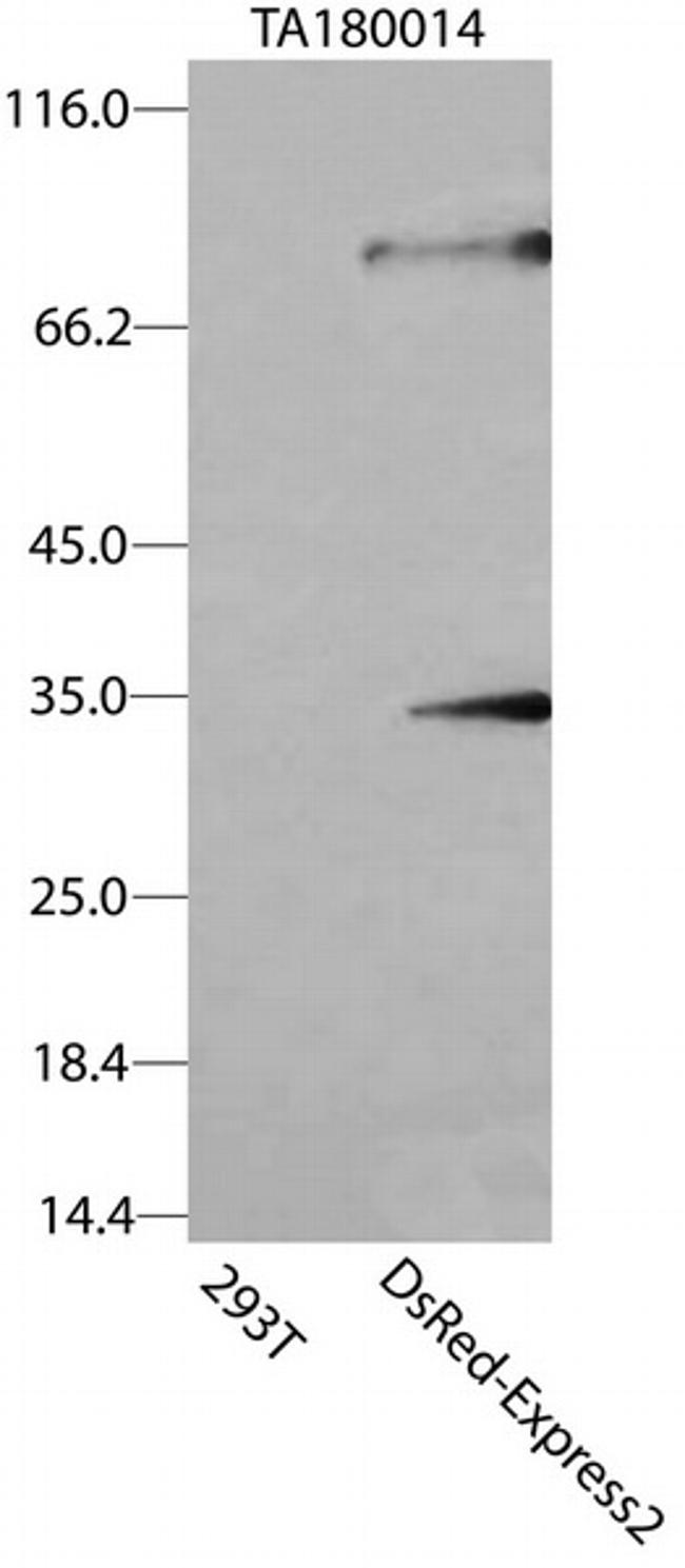 DsRed-Express2 Antibody in Western Blot (WB)