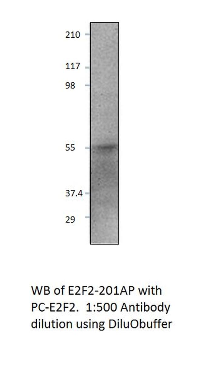 E2F2 Antibody in Western Blot (WB)
