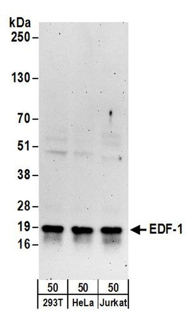 EDF-1 Antibody in Western Blot (WB)