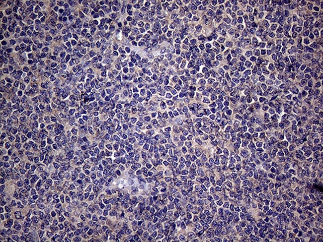 EDN3 Antibody in Immunohistochemistry (Paraffin) (IHC (P))