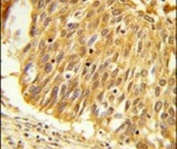 EEFSEC Antibody in Immunohistochemistry (IHC)