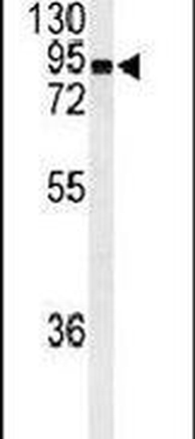EFHC2 Antibody in Western Blot (WB)
